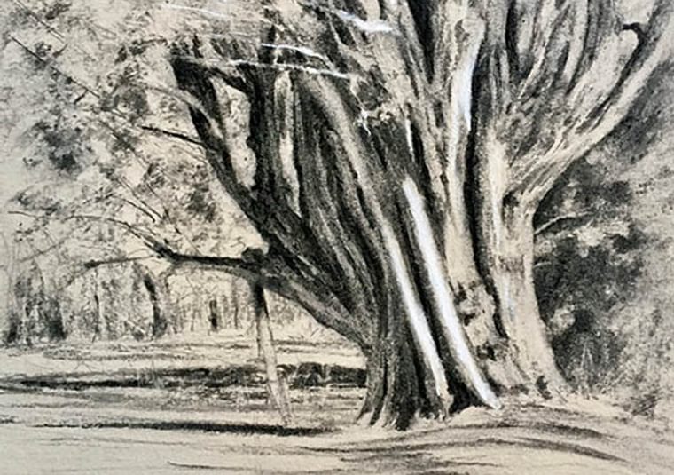 A snowy wood