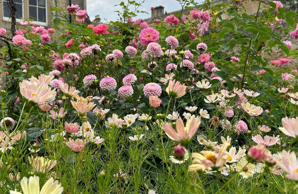 Flowers in a garden