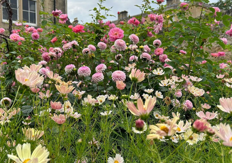 Flowers in a garden